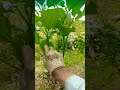 eggplant pruning