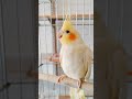 有滋有味过大年 1月萌宠大赏 萌宠花式贺新春 cuteparrot parrot cutebird