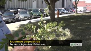 Trees with Don Leopold - Japanese pagodatree