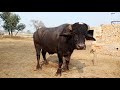 watch nili ravi cattle for sale 4_1_2020 in punjab pakistan on youtube