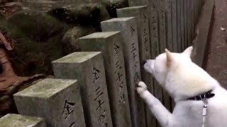 紀州犬ここちゃんの探し物？