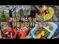 Harvesting fruits and vegetables! chestnuts, grapes, sweet potatoes, paprika, japhae, jjajangmyeon.