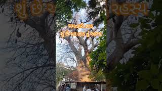 ચમત્કારી ઝાડ..#viral #travelvlog #travel#family#rajkot #shortvideo#viralvideo#shorts #viral#history