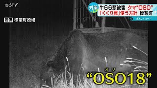 動き始めた“忍者グマ”　乳牛被害「ＯＳＯ１８」と特定　“くくり罠”で捕獲へ