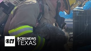 Heroic firefighters save animals in Dallas pet store fire