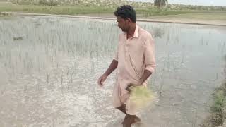 Cotton Seed in Desert Area/Rice Seed in Desert Area/My Veloge Desert Area/Village Life