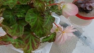 独特花色的丽格海棠以及夏季养护 Rieger begonia with unique color and summer maintenance