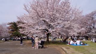 桜・ 花見　稲荷山公園２０１７