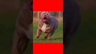 5 most powerful dogs in the world #shorts #dog #pets