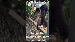 【木から降りられなくなった猫を救出】👏👏👏👏The cat that couldn’t ge　＃Shorts