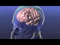 Understand the Brain with Medical Research