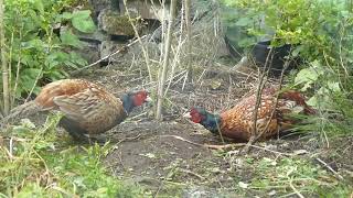 .Pheasants Fighting