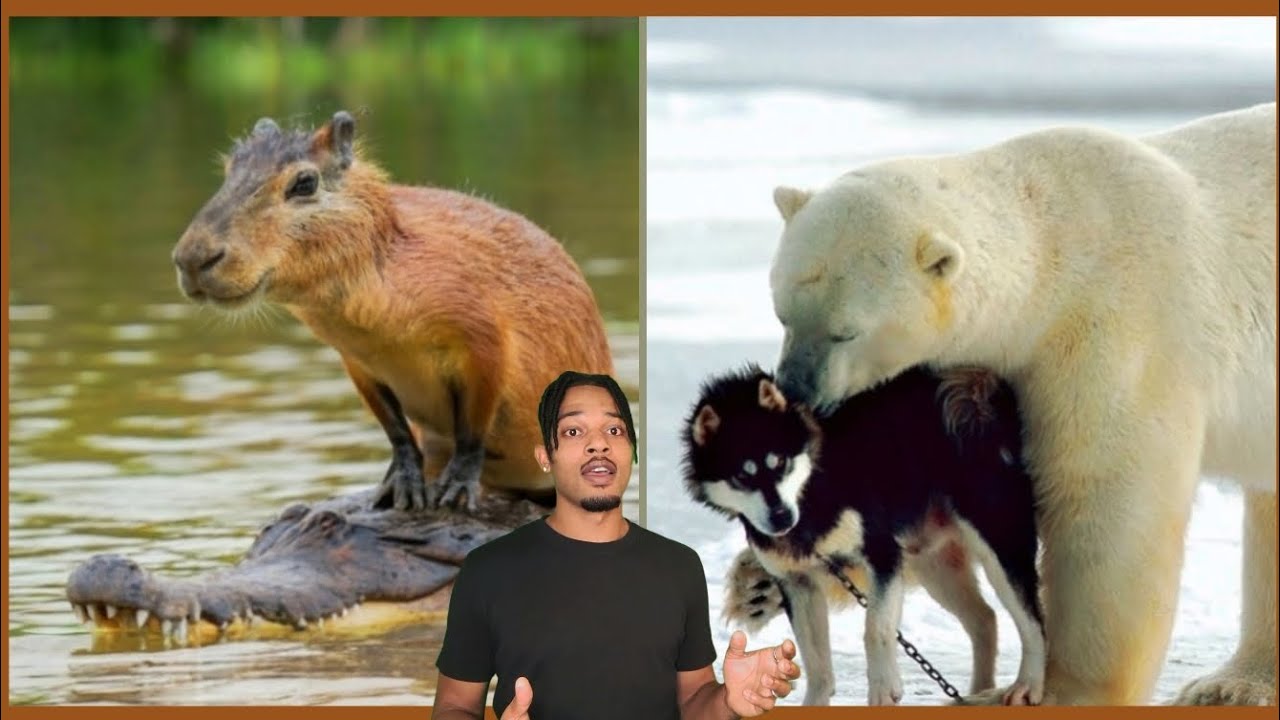 Strangest Animal Behavior Ever Caught On Camera Youtube