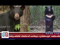 കരടിയുടെ മുന്നിൽ പെട്ടയാൾ രക്ഷപെട്ടു vandiperiyar bear attack