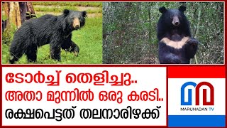 കരടിയുടെ മുന്നിൽ പെട്ടയാൾ രക്ഷപെട്ടു  | vandiperiyar bear attack