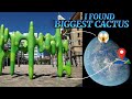 Biggest cactus around the world 😳🤯😱