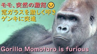 モモタロウ、突然の激怒で窓ガラスを激しく叩き、ゲンキに突進！さすがに驚くママニシゴリラ♪【京都市動物園 2022/4/18公開】