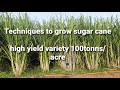 How to grow sugarcane faster