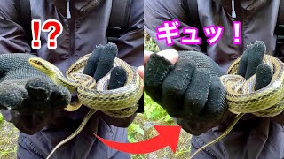 野生のシマヘビの顔をにぎりしめた結果…