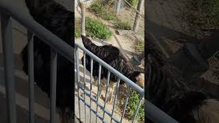 正月🎍ダチョウ・駝鳥♦Ostrich・・・沖縄こどもの国・Okinawa Zoo \u0026 Museum(20220103)