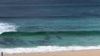 Dolphins surfing with the surfers at smiths beach Western Australia #surfer #surf #dolphins #beach