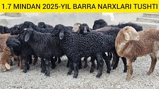 NARXLAR TUSHTI 2025-YIL BARRA QO'ZI NARXLARI TUSHTI