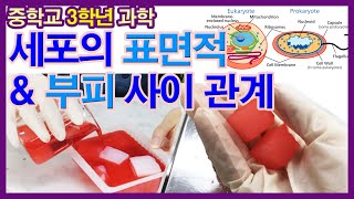 [중학교과학실험] 세포의 표면적과 부피 사이 관계(중3과학/생식과유전/세포분열/체세포분열/감수분열/과학수업)