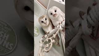 Barn Owl🦉メンフクロウの幼馴染❣️