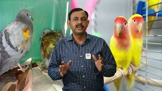 पक्षियों को अचानक चोट लगने पर घर पर कैसे ईलाज करे || Birds First Aid || Dr Nagender Yadav