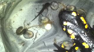 Fire salamanders giving live birth