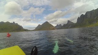 Packrafting mit Orcas / Lofoten