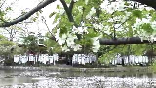 鶴岡八幡宮,源氏池の桜,鎌倉江ノ島観光