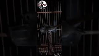 Playtube Pk Ultimate Video Sharing Website