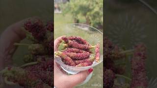 Long Mulberry Fresh Juice | Healthy And Easy To Make #asmr #mulberryfruit #freshjuice #shorts