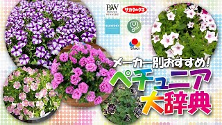 【特性さまざまペチュニア特集】メーカー別おすすめ！環境や好みに合わせたペチュニア選び！