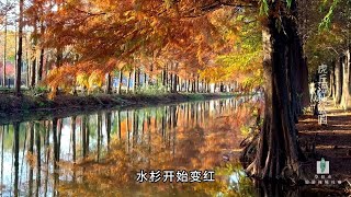 江苏-苏州篇-七里山塘虎丘段+虎丘湿地公园红杉林