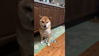 ハーネスは苦手な柴犬さん#shorts#柴犬しばいぬ#柴犬風太郎