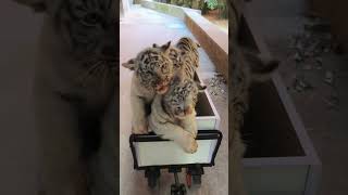 🐯🐯🐯WOW!!! adorable tiger cub #tigercub  #tiger #kitten #foryou #fpy #cute #kitty #zoo #adorable