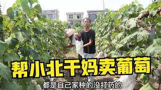 邵阳的朋友要买葡萄，勇哥顶着太阳帮小北干妈卖了几十斤，农民不容易