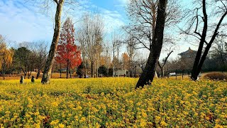 【4K】 Children's Grand Park In The Late Autumn Seoul Korea ソウル子供大公園 가을 끝자락의 서울어린이대공원