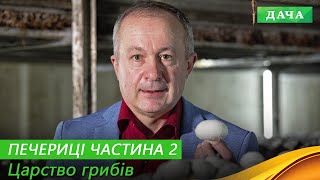 Плодоношення і збір ПЕЧЕРИЦЬ. Як виростити якісні гриби? Частини 2.