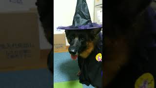 シェパード　犬　ハロウィーン　かわいい魔女の仮装　#トリック・オア・トリート　#犬服　#shorts