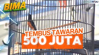 JUARA DI SMM DAN PMM, MURAI BATU BIMA DIKEJAR BOS BESAR DENGAN TAWARAN 500 JUTA  I  BONGKAR RAWATAN