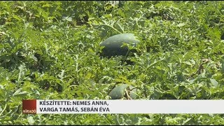 Munkaerőhiány: Rengeteg dinnye maradhat a földeken