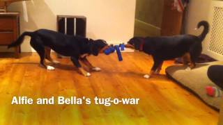 Entlebucher Mountain Dogs Alfie and Bella tug-o-war