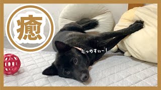 【甲斐犬】ひとりでもずっと楽しそうな子犬は眺めてるだけで癒される…