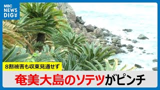 奄美大島のソテツがピンチ　ナリ味噌文化どうなる…　壊滅的な危機に　鹿児島(MBCニューズナウ 2024年11月14日放送)