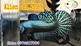 Đánh giá cá Betta Alien “Chuẩn” là như thế nào | UTN Betta Shop