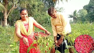 నాటు మిరపకాయలు ప్రతి ఆట మనం అంతర పంటలో భాగంగానే ఇది మిరప సాగు అయితే చేస్తున్నాము 🙏