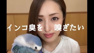 【インコ臭を嗅ぎたい…】仕事帰りの放鳥ルーティーン！🐥